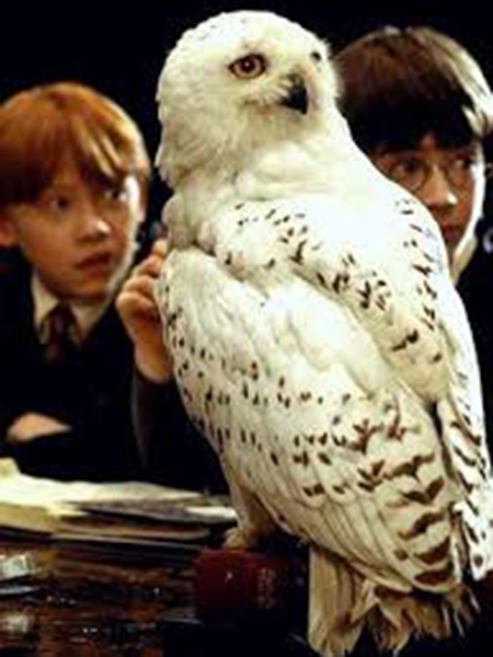 Figurine Pop Hedwig (Harry Potter) #76 pas cher